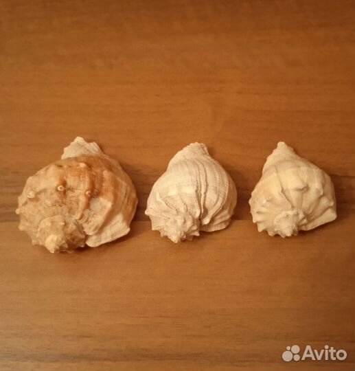Ракушки для аквариума
