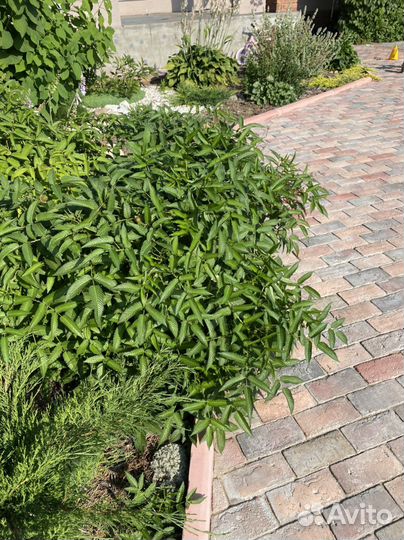 Норвежская малина