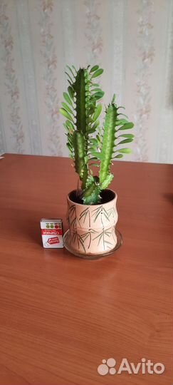 Молочай, кактус