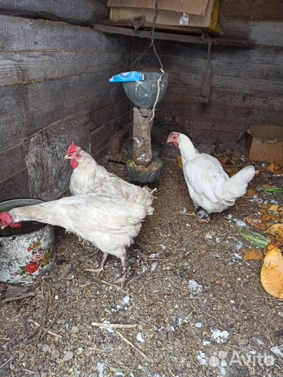 Курочки несушки