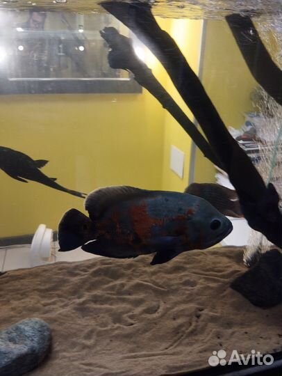 Астронотус и акара бирюзовая