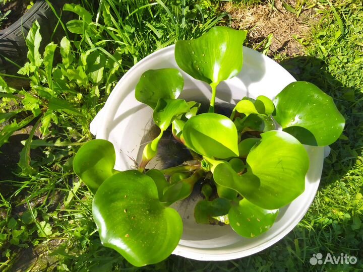 Эйхорния водный гиацинт