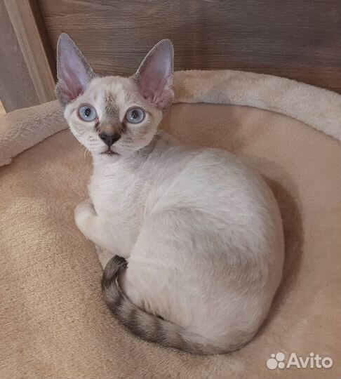 Девон-рекс тигренок