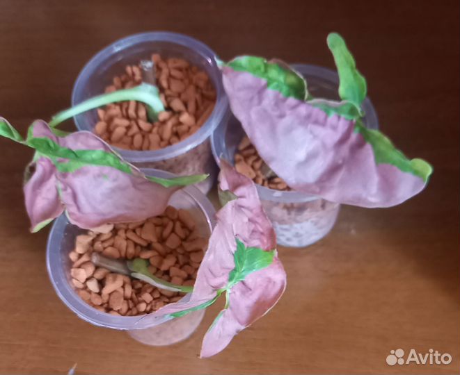 Сингониумы