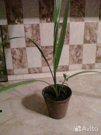 Отросток финиковой пальмы