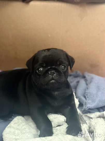 Щенок мопса черный