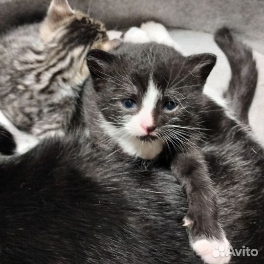 Котята девочки в добрые руки