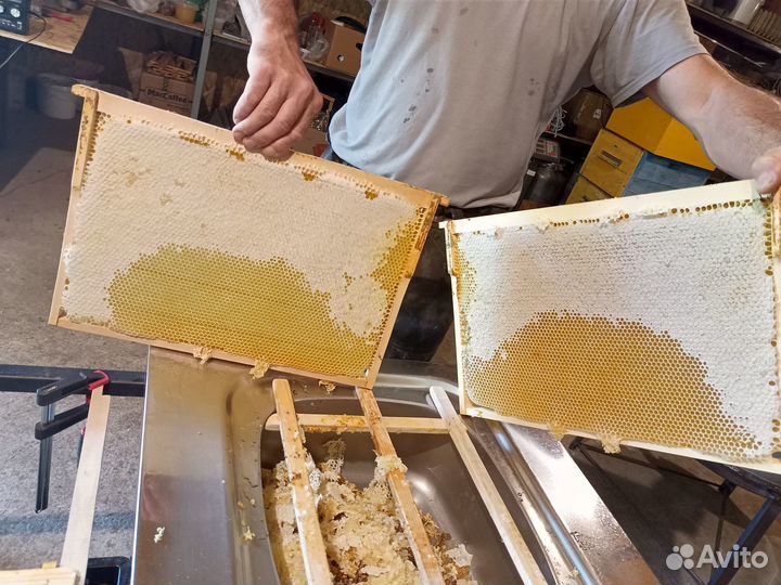 Мед подсолнечный 2023 года