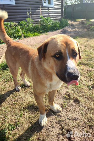 Найдена собака