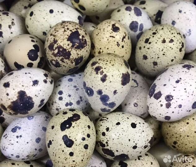 Яйца перепелиные