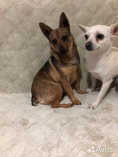 Мелкая собачка Даша