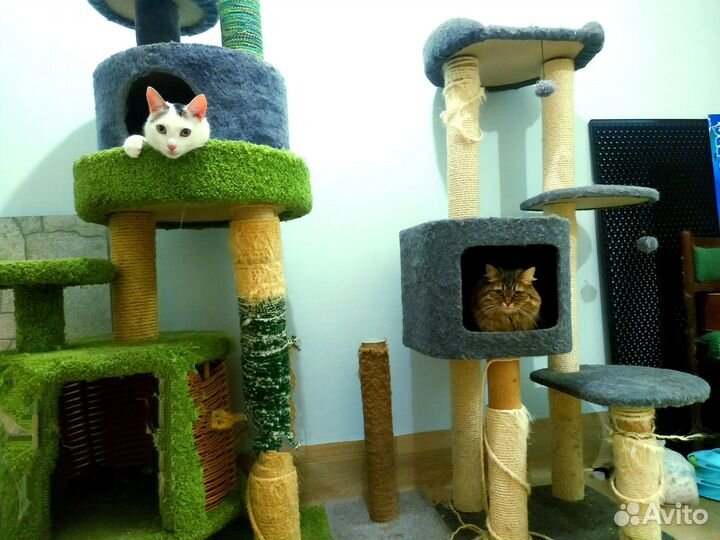 Домашняя передержка приют зоогостиница для кошек