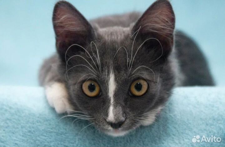 Тарахтелка, котёнок, малышка Мегги ищет семью