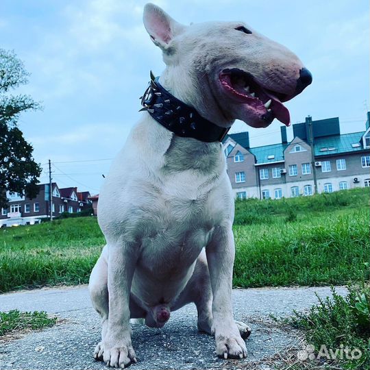 Бультерьер вязка