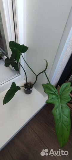 Филодендроны сортовые