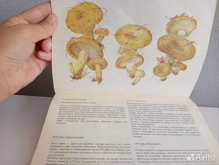 Грибы никиточкина, шипиленко, 1993