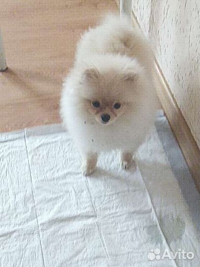 Домашняя гостиница для собак