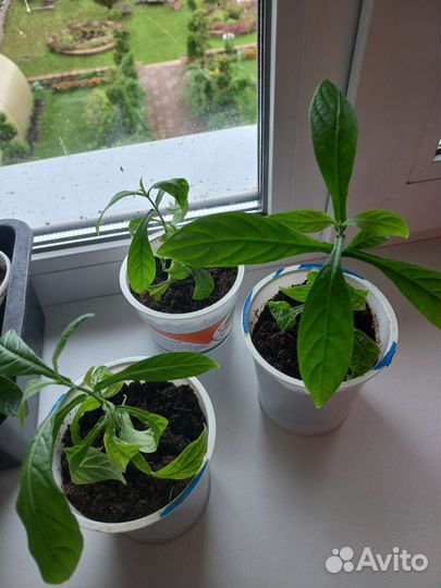 Пахистахис желтый