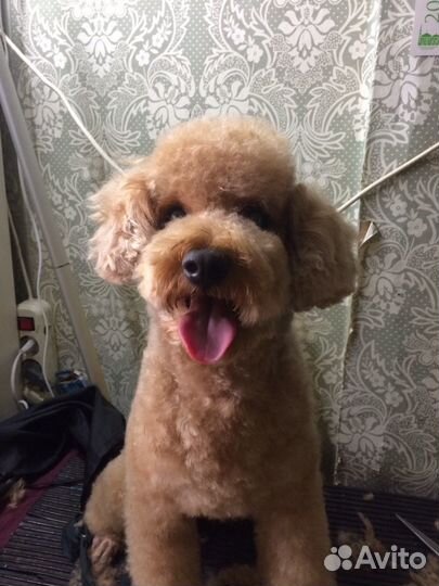 Стрижка пуделя