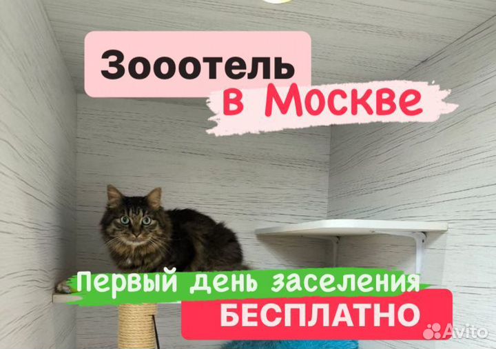 Передержка кошек в зоогостинице