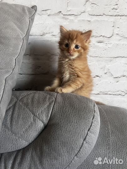 Рыжий котенок