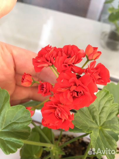 Пеларгония герань розебудная