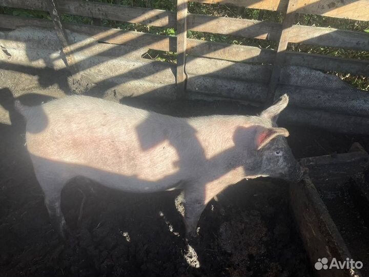 Свиноматка хряк