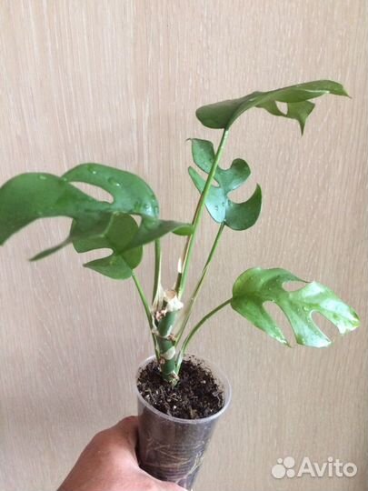 Эпипремнумы,сциндапсусы,монстеры