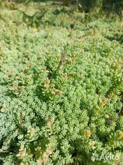 Мох суккулент