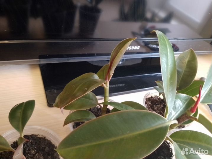 Фикус Эластика Мелани