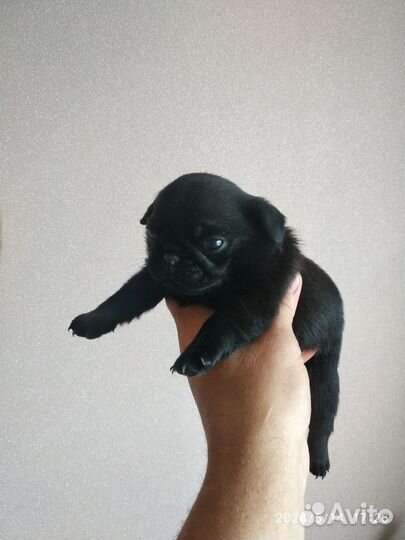 Домашние животные собаки щенки