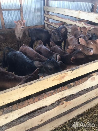 Телята бычки тёлки доставка бесплатная