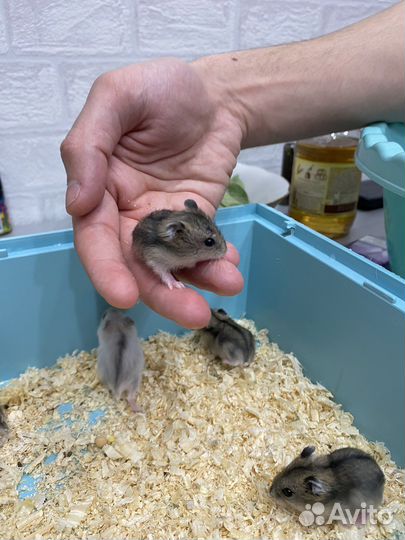 Джунгарский хомяк в дар, окраска «Хаски»