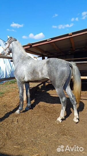 Орловский рысак