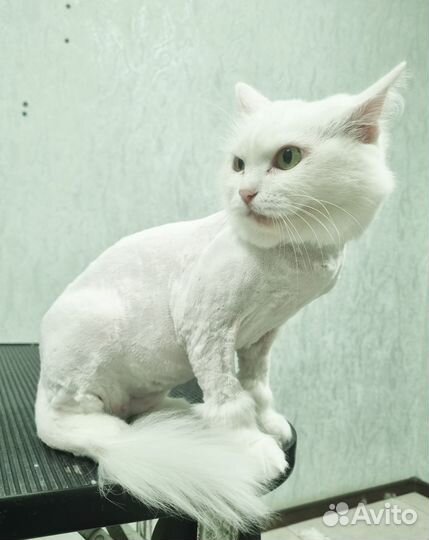 Грумминг кошек