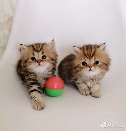 Британские котята