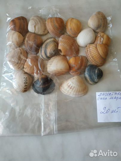 Наборы из ракушек для поделок, творчества