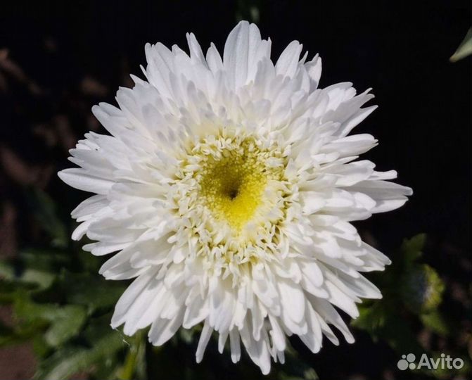 Махровые ромашки, многолетник