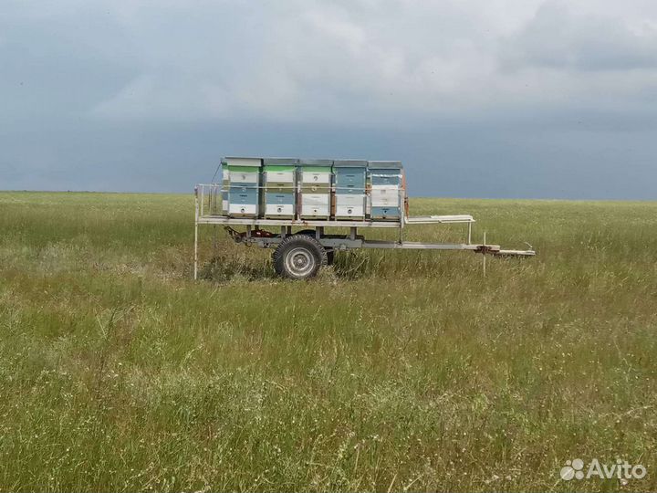 Продается пасека