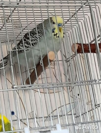 Клетка и пара чехов