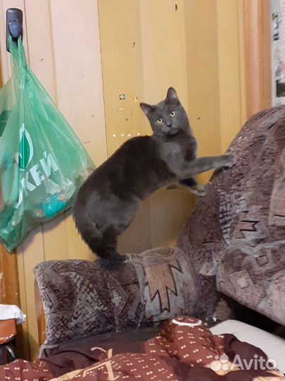 Кай - фенотип русской голубой