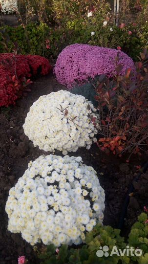 Продам хризантему мультифлора