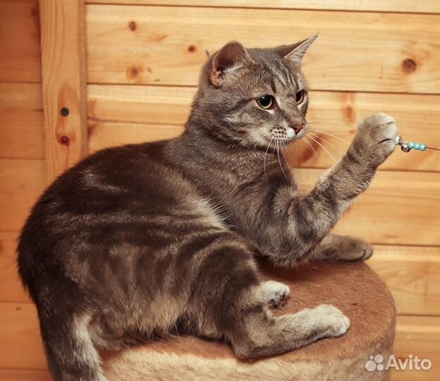 Ласковый добрый кот Мишка в дар