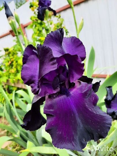 Ирисы бородатые сортовые