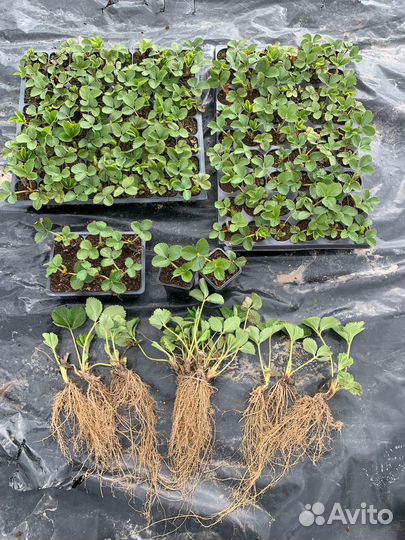 Рассада клубники