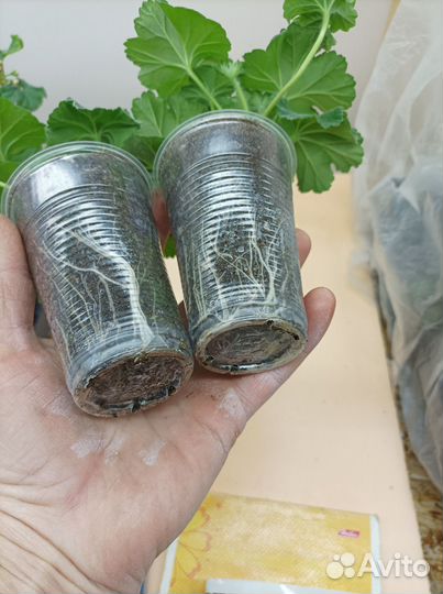 Пеларгония Ю Мерлезон 2