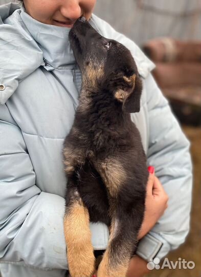 Щенок в добрые руки бесплатно