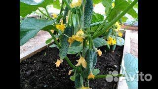 Семена высокоурожайного огурца Гирлянда F1