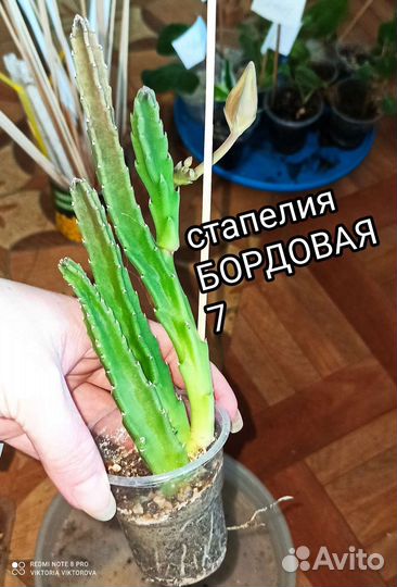 Стапелия 2 сорта, Гуэрния