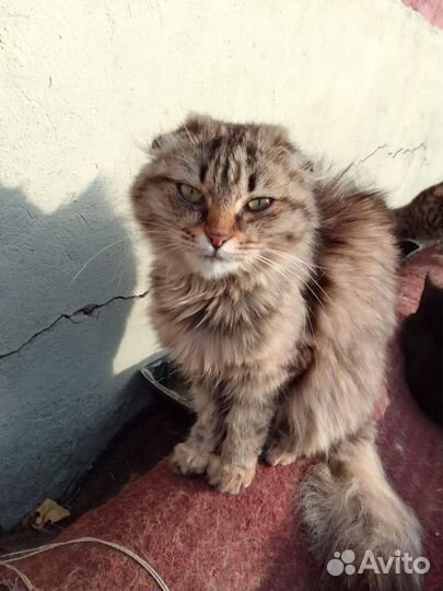 Кошечка в добрые руки